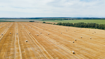 Rolls of golden haystacks on the farm field. Harvesting wheat in summer