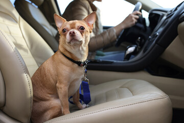 Small chihuahua dog on passenger seat near woman in modern car - obrazy, fototapety, plakaty