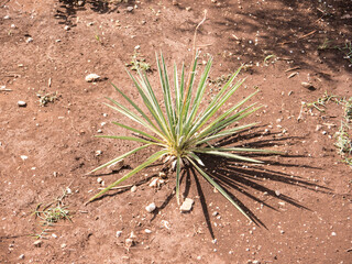Small palm krone on gravel top view