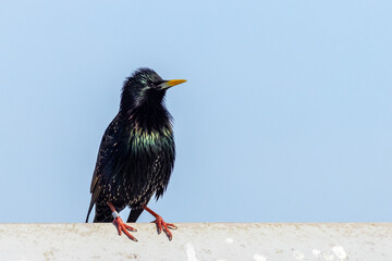 Starling (Sturnus vulgaris)