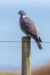 Woodpigeon (Columba palumbus)