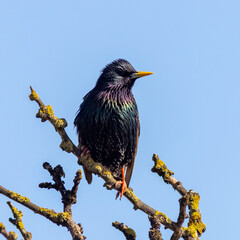 Starling (Sturnus vulgaris)