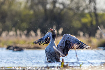 Greylag goose (Anser anser)