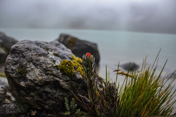 Flower and lake on fog