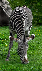 Grevy`s zebra on the lawn. Latin name - Equus grevyi	