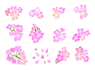 Fototapeta na wymiar Branch of Cherry blossom on white.Vector illustration Sakura Flower,Nice Peach blossom isolated vector.Japanese floral.Nature background with blossom branch of sakura flower vector.Gold line apricot.