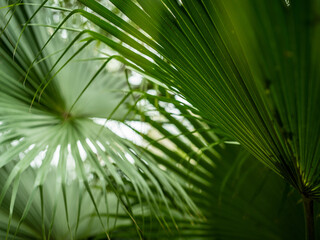 palm tree leaves