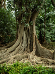 Fototapeta na wymiar large old tree in the jungle