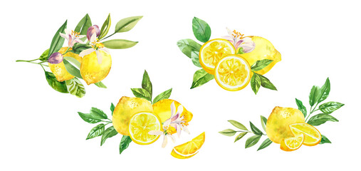 Watercolor hand painted citrus lemon fruits, flowers and branches. Watercolor hand drawn illustration isolated on white background, aromatherapy, essential oils