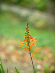 Burnt orange flowers