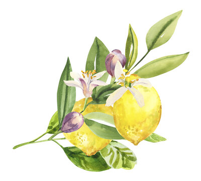 Watercolor hand painted citrus lemon fruits, flowers and branches. Watercolor hand drawn illustration isolated on white background, aromatherapy, essential oils