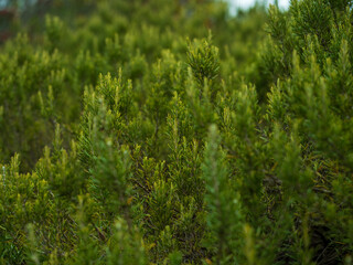 Small pine trees