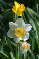 daffodils in spring