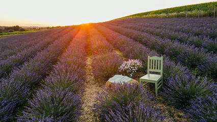 Decorative bench on a field of purple lavender flower planted in a row at sunset