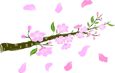 Branch of Cherry blossom on white.Vector illustration Sakura Flower,Nice Peach blossom isolated vector.Japanese floral.Nature background with blossom branch of sakura flower vector.Gold line apricot.