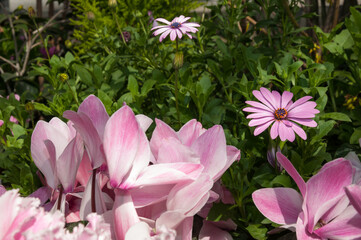 fancy pink Cyclamen and pink daisy blossoms at the local conservatory