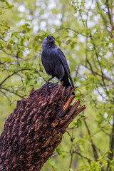 Jackdaw (Corvus monedula)
