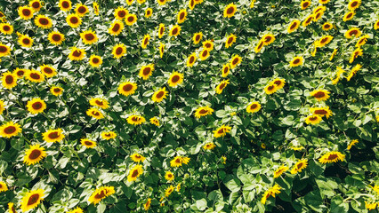 Aerial view of a field of young golden sunflowers in summer on a sunny day