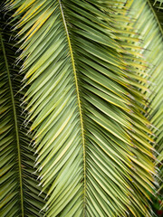 palm tree leaves