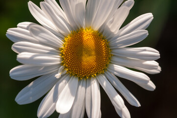 daisy flower with shadows