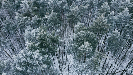 Top view of a winter forest with snow-covered trees. Wild pine forest from above