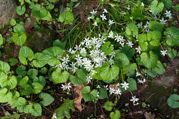 flowers and leaves 