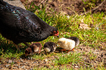 Famille nombreuse