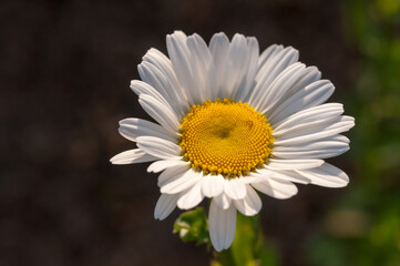 Obraz premium close up of a daisy
