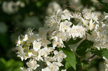 white flowers in the garden