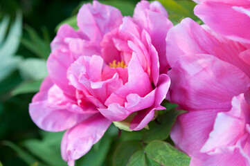 Paeonia × suffruticosa or deep pink blossoms of the tree peony