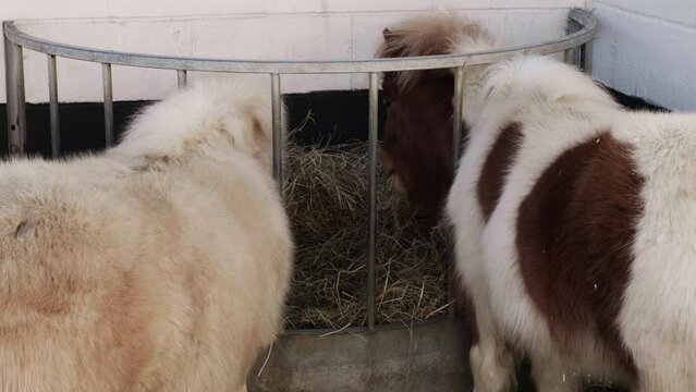 Ponny Feeding Fresh Grass in Zoo Black White and Brown Ponny Cute Small Animal Baby Horse natural Organic Feeding Farm Wild Free Range