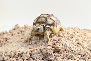 Africa spurred tortoise being born, Tortoise Hatching from Egg, Cute portrait of baby tortoise hatching, Birth of new life,Natural Habitat
