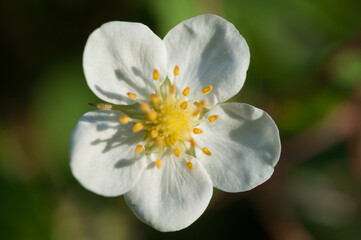 Fototapeta na wymiar white flower in the sun