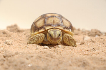 Africa spurred tortoise being born, Tortoise Hatching from Egg, Cute portrait of baby tortoise hatching, Birth of new life,Natural Habitat
