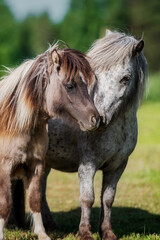 Two lovely ponies standing together in the field