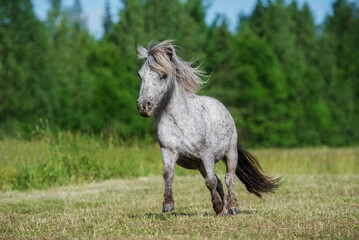 Fototapeta na wymiar Beautiful appaloosa pony running in summer