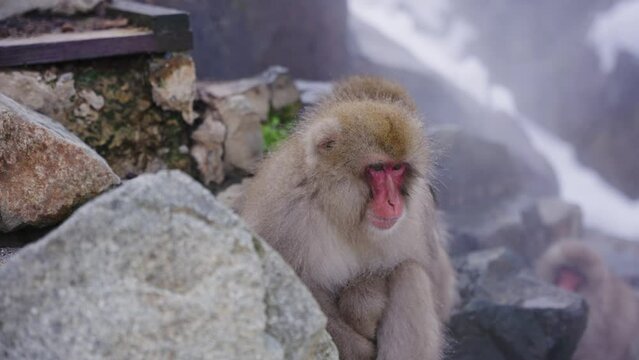 Japanese Macaques Relaxing in Geothermal Steam in Jigokudani