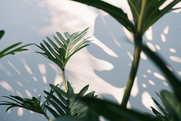green Philodendron xanadu or Philodendron Winterbourn leaf with Shadow Monstera deliciosa leaf on white wall background, house plant, summer concepts nature background © lamyai
