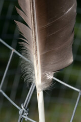close up of a brown feather on a metal fence