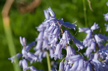 purple hyacinths in the sun