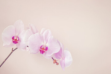 Naklejka na ściany i meble Pink floral background with orchid flowers, copy space