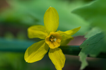 Fototapeta na wymiar yellow daffodil in spring