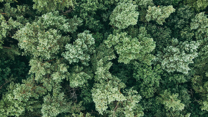 Aerial top view of green pine trees of heavy forest. Wind shakes the wild pines