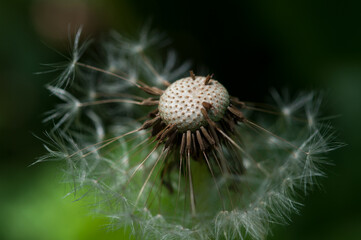 Taraxacum (dandelion) seedhead