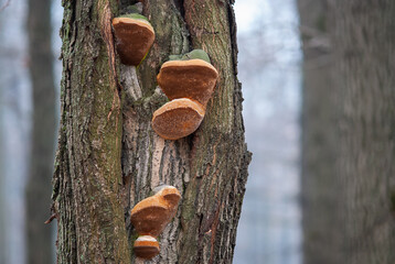 Shelf Fungus growing on tree trunk