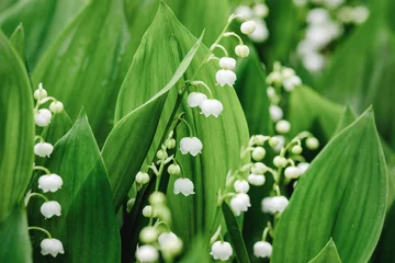 Fototapeten Lilies of the valley growing in the garden, spring nature background © Enso