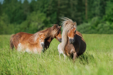 Two shetland breed pony mares with foals in the field in summer