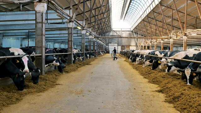 Spotted cows of black and white breed in a farm pen eat compound feed and prepare for milking.