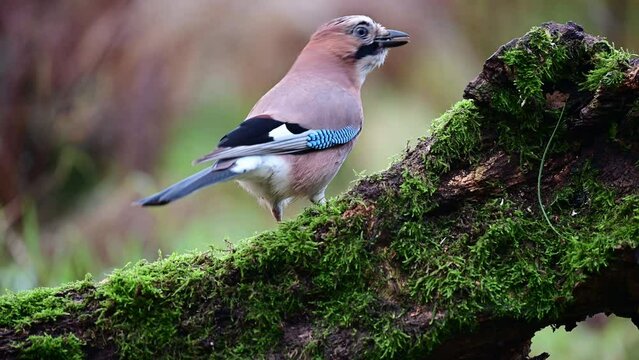 Jay sitting on dead wood looking for food, winter, december, north rhine westphalia, (garrulus glandarius), germany
