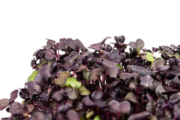 Fresh purple radish sprouts isolated on white. Microgreens.
